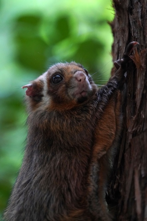 超キュートな空飛ぶ座布団を流し撮りしたい 三好秀昌のニッポン探訪 取材ウラ話 第1回 ムササビ ドライバーweb クルマ好きの 知りたい がここに