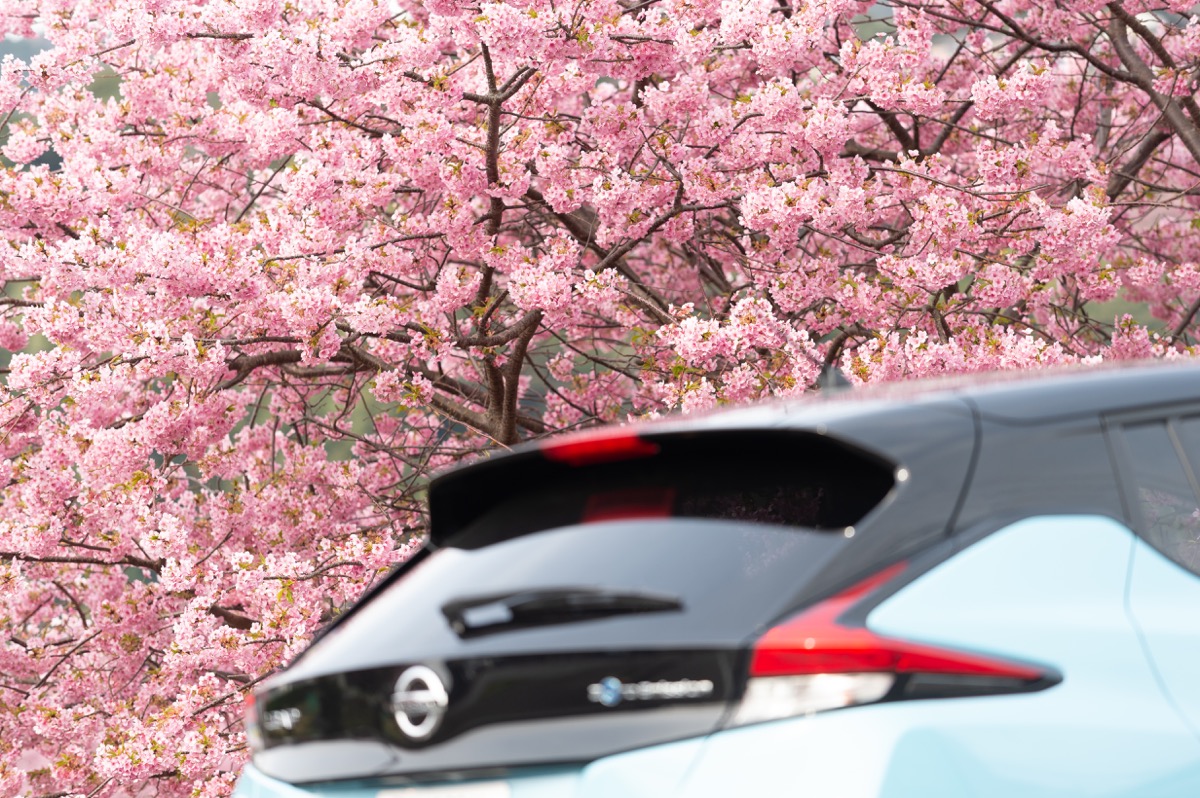 1位は佐藤健さん 2位は明石家さんまさん 女性ドライバーが一緒にお花見に行きたい芸能人ランキング ドライバーweb クルマ好きの 知りたい がここに