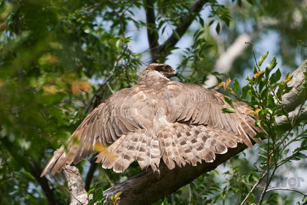 最難関の被写体をレンズに収めろ 三好秀昌のニッポン探訪 取材ウラ話 第5回 オオタカ ドライバーweb クルマ好きの 知りたい がここに