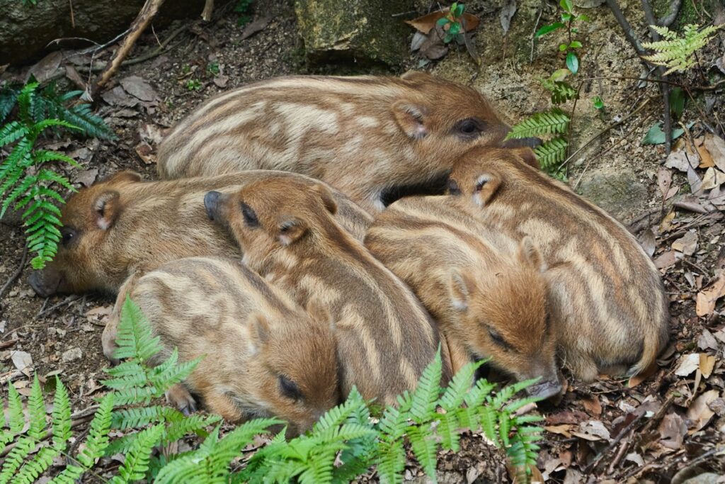 自然の中の動物園で激写 三好秀昌のニッポン探訪 取材ウラ話 第7回 イノシシ ドライバーweb クルマ好きの 知りたい がここに