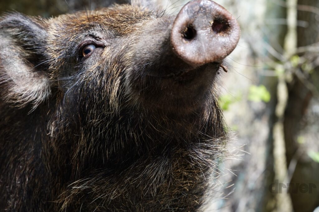 自然の中の動物園で激写 三好秀昌のニッポン探訪 取材ウラ話 第7回 イノシシ ドライバーweb クルマ好きの 知りたい がここに