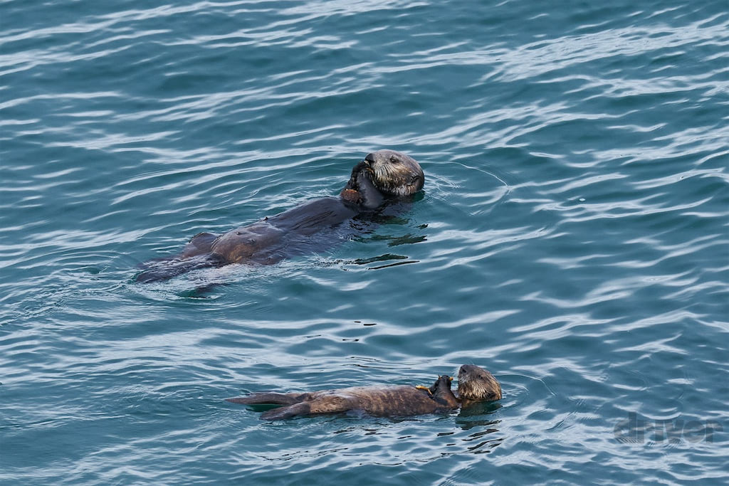 日本に再び帰ってきた人気者を接写！「三好秀昌のニッポン探訪・取材