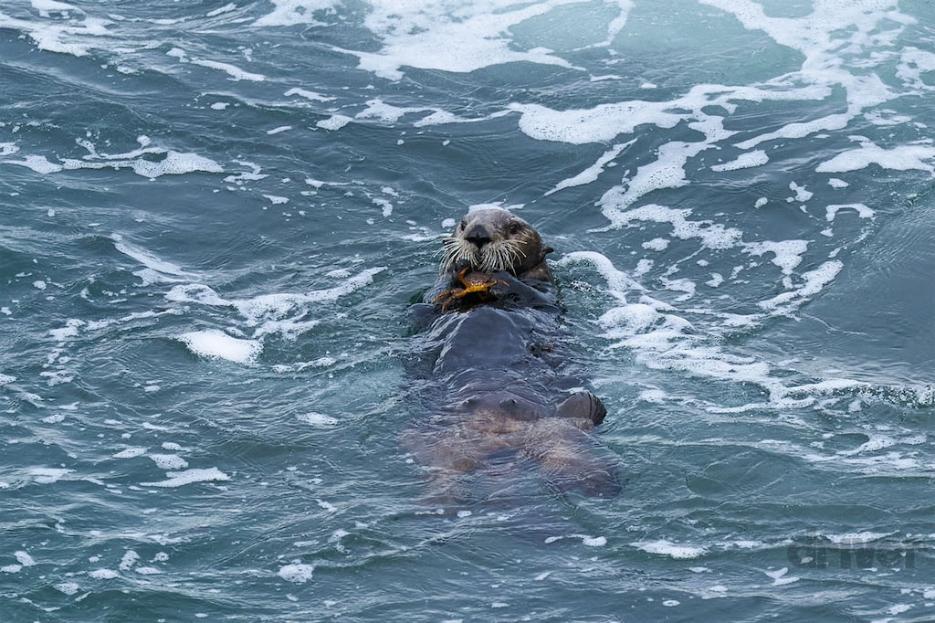 日本に再び帰ってきた人気者を接写！「三好秀昌のニッポン探訪・取材