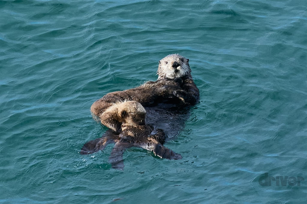 日本に再び帰ってきた人気者を接写！「三好秀昌のニッポン探訪・取材