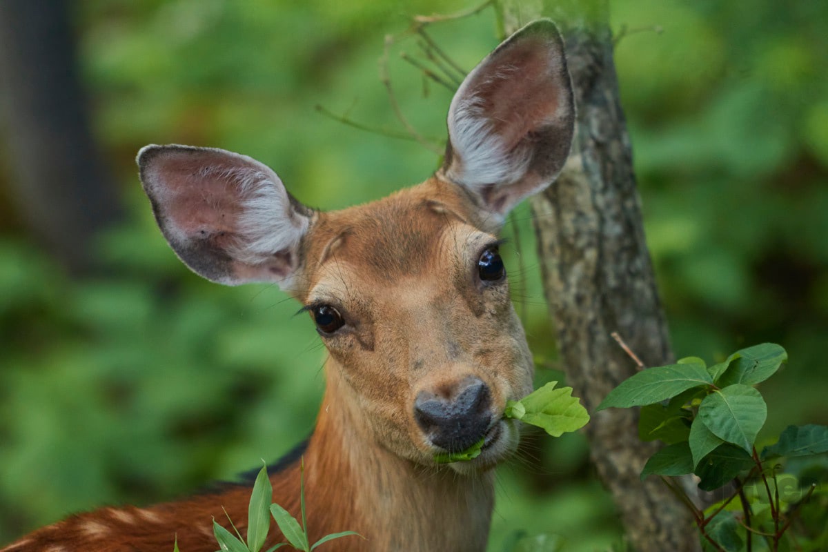 自然と野生動物の神々しいまでの美しさにあらためて感動撮 「三好秀昌